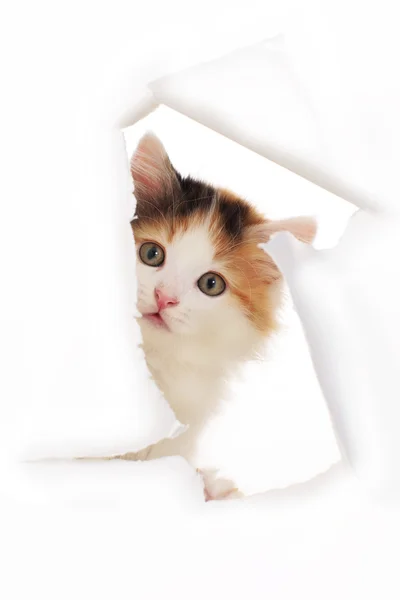 Kleine kat kijkt door een gat in het papier — Stockfoto