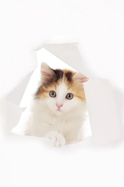 Pequeño gato mira a través de un agujero en el papel — Foto de Stock