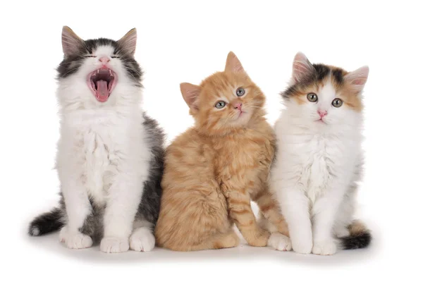 üç küçük kedi yavrusu