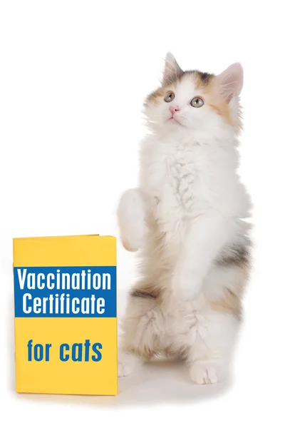 Little kitten with vaccination card — Stock Photo, Image