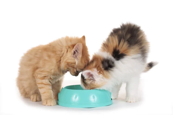 Twee kleine kitten op een etensbak — Stockfoto