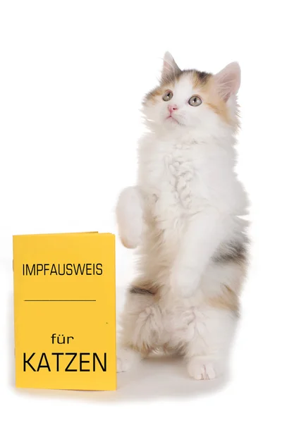 Кітті з вакцинаційною карткою — стокове фото