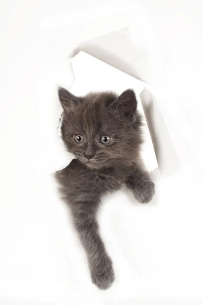 Маленькая кошка смотрит сквозь дыру в бумаге — стоковое фото