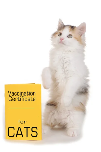 Kitty with vaccination card — Stock Photo, Image