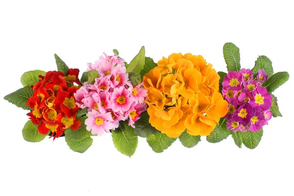 Composición floral aislada — Foto de Stock