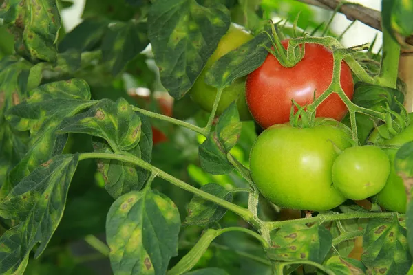 Malattia del pomodoro — Foto Stock