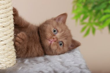 İngiliz kısa saç yavru kedi tırmalamak posta yanında