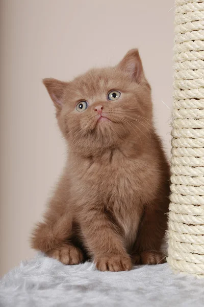 Britânico gatinho cabelo curto ao lado de arranhar post — Fotografia de Stock