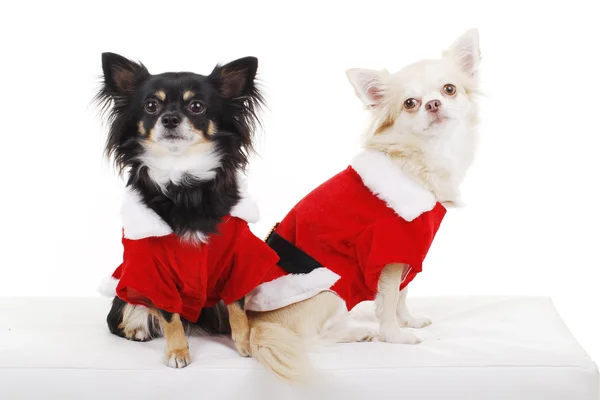 Chihuahua avec robe de Noël — Photo