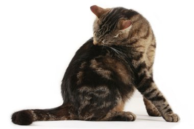 yerli kedi kendisini temizler