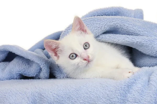 Pequeño gato blanco sobre una manta azul — Foto de Stock