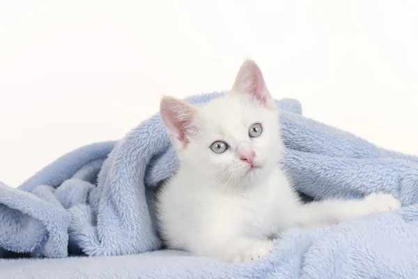 Маленькая белая кошка на синем одеяле — стоковое фото