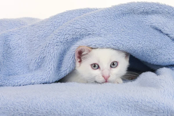 Kleine witte kat op een blauwe deken — Stockfoto