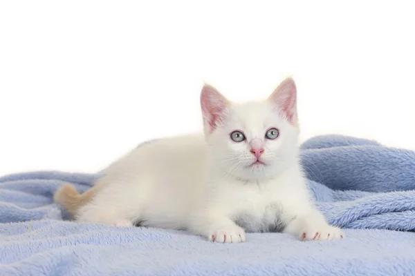 Malá bílá kočka na modré deky — Stock fotografie