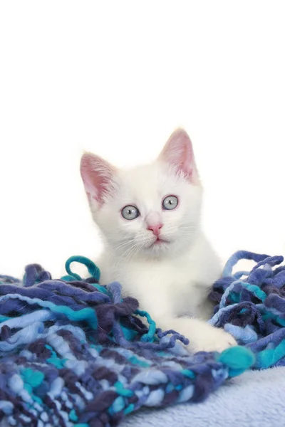 Кошка с шерстяным шариком — стоковое фото