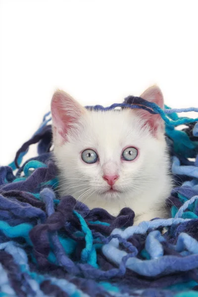 Gato con bola de lana — Foto de Stock