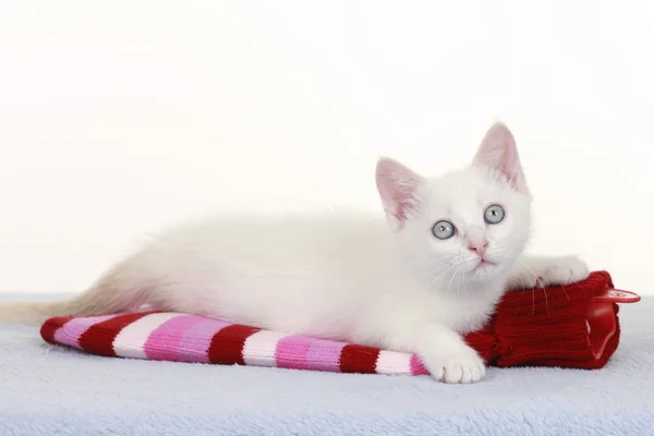 Liten vit katt på varm flaska — Stockfoto