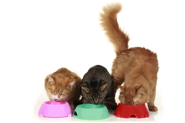 Коты в миске с едой — стоковое фото