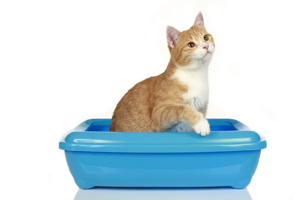 Red cat in a cat toilet — Stock Photo, Image