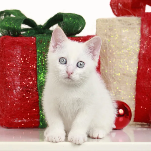 Noel dekorasyonu ile sevimli beyaz kedi