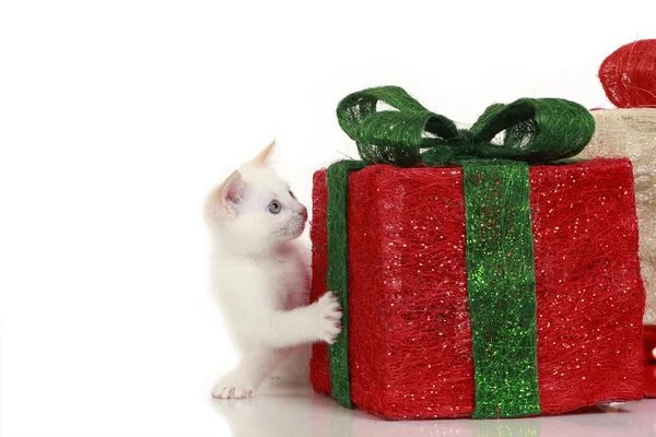 Mignon chat blanc avec décoration de Noël — Photo