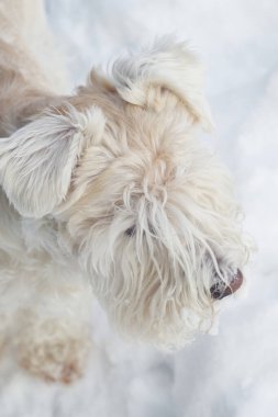 Kışın beyaz schnauzer köpeği