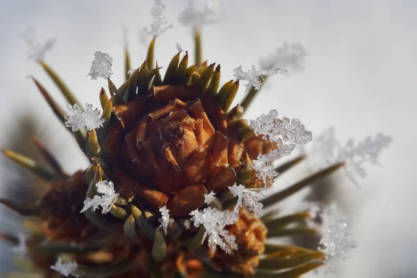 Cima di un piccolo albero di Natale con punte ricoperte di fiocchi di neve — Foto Stock