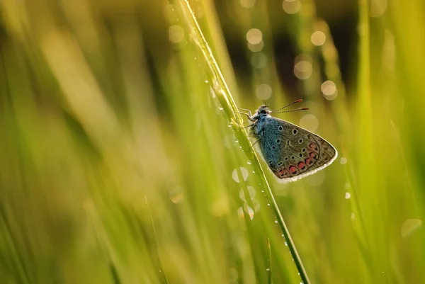 Borboleta — Fotografia de Stock