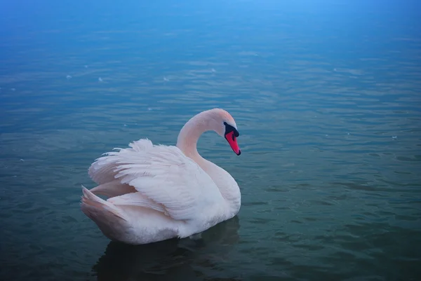 Cisne — Fotografia de Stock