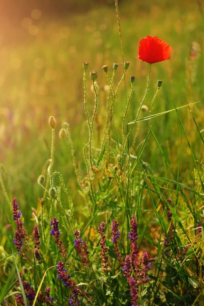 Poppy — Stock Photo, Image