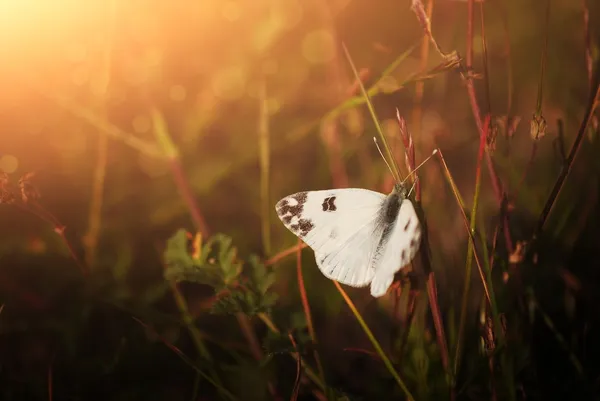 Vlinder — Stockfoto