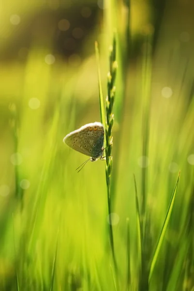 Mariposa en el prado —  Fotos de Stock