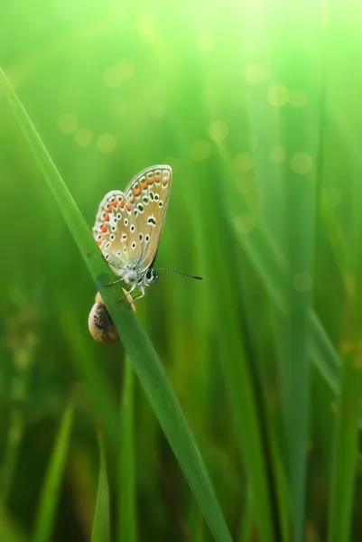 蝴蝶！ — 图库照片