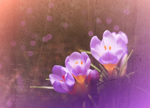 Purple Crocuses — Stock Photo, Image