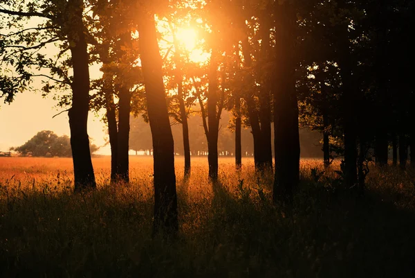 Forest — Stock Photo, Image