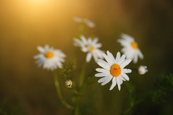 Chamomille — Stockfoto