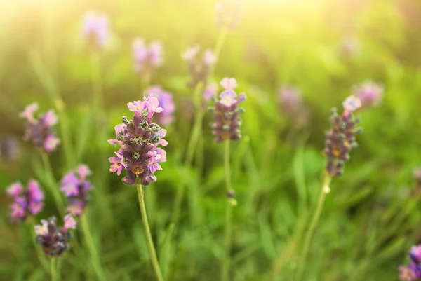 Flowers — Stock Photo, Image