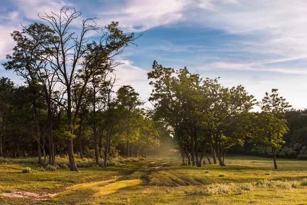 Campo — Foto Stock