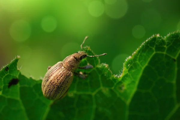 Bug on a leaf — Stock Photo, Image