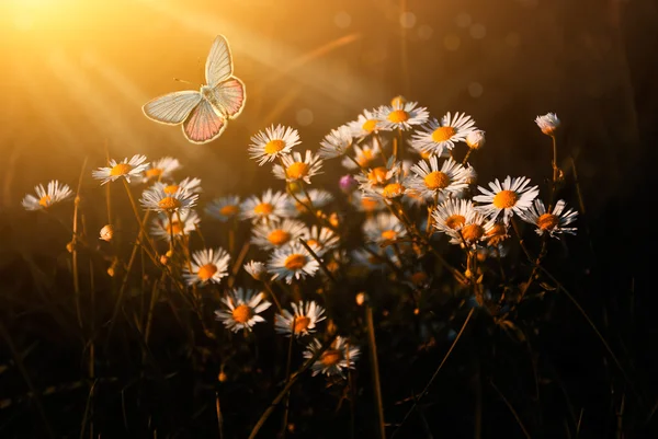 Přírodní scéna — Stock fotografie