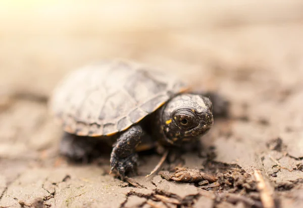 Tortuga bebé —  Fotos de Stock