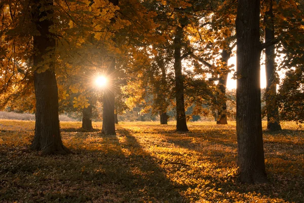 Bomen — Stockfoto