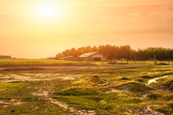 Azienda agricola — Foto Stock