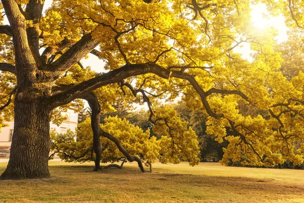 Großer Baum — Stockfoto