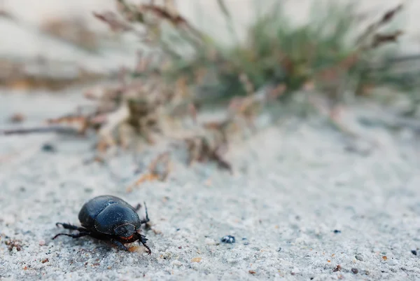 Dung-beetle — Stock Photo, Image