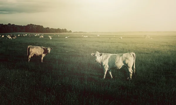 Αγελάδες — Φωτογραφία Αρχείου