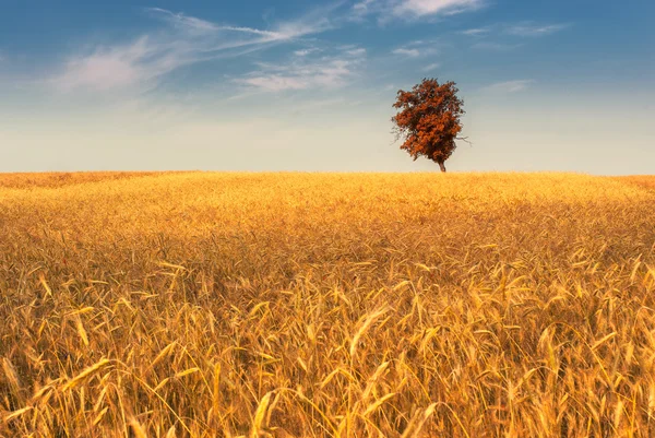 Campo de trigo do Outono — Fotografia de Stock