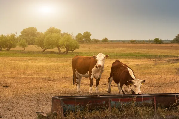 Cows — Stock Photo, Image