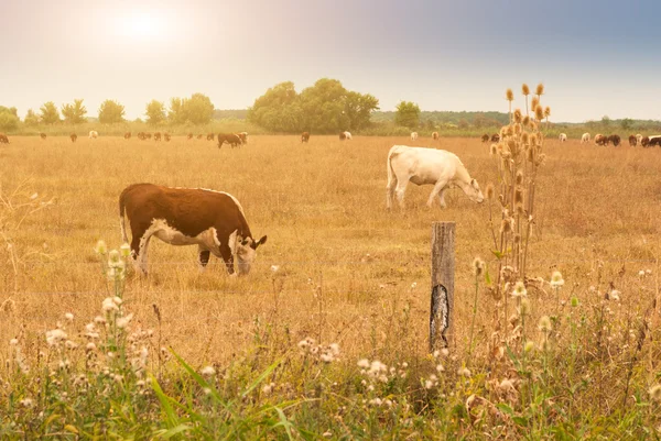 Vacas —  Fotos de Stock