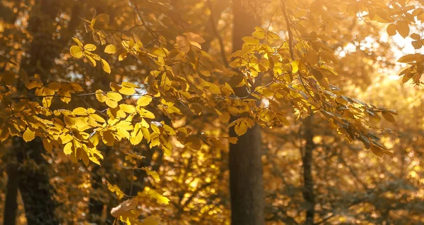 Herfst — Stockfoto